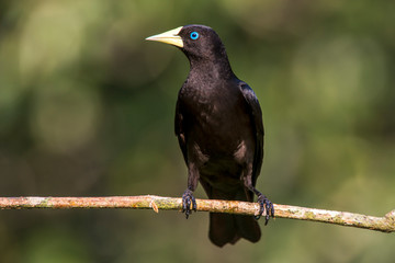 Red rumped Cacique photographed in Linhares, Espirito Santo. Southeast of Brazil. Atlantic Forest Biome. Picture made in 2013.