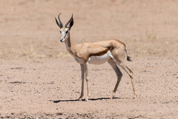 Springbok, Antidorcas marsupialis, Afrique du Sud