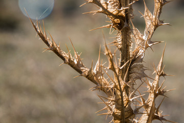 thorns on the trunk of a dry thistle