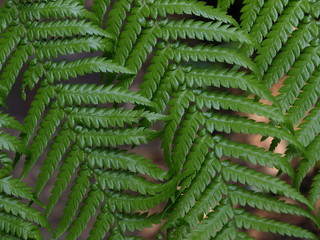 Ferns close up