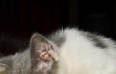 Close up view at striped kitten ear. Indoor shooting