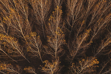 Autumn aspen tree forest from drone pov