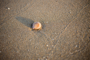 Fototapeta na wymiar Beautiful Shellfish on the sandy beach with the morning sun