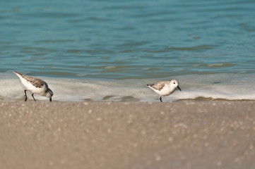 Front view, medium distance of two sanderling seabirds, walking the shoreline of a sandy beach, searching for next meal, on the gulf of Mexico on a sunny winter day