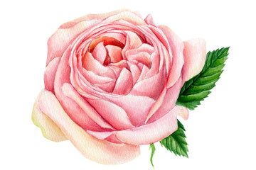 pink rose with green leaf, beautiful flower on white background, watercolor illustration, botanical painting