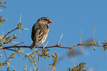Travailleur à bec rouge,.Quelea quelea, Red billed Quelea, Afrique du Sud