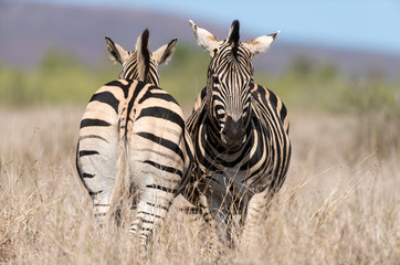 Obraz premium Zèbre de Burchell, Equus quagga, Parc national Kruger, Afrique du Sud