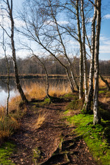 Kaltenhofer Moor in Schleswig-Holstein in Germany