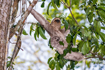 Brown throated sloth photographed in Linhares, Espirito Santo. Southeast of Brazil. Atlantic Forest Biome. Picture made in 2013.