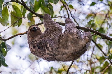 Brown throated sloth photographed in Linhares, Espirito Santo. Southeast of Brazil. Atlantic Forest Biome. Picture made in 2013.