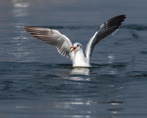 river gull with wings stretched in water