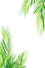 Fototapeta na wymiar green palm leaves, watercolor illustration on an isolated white background, tropical plants