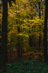 herbstlicher bunter Wald