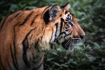 close up of the head of a Male tiger in a alert pose