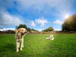 Fototapeta premium Shepherd dog on a meadow.