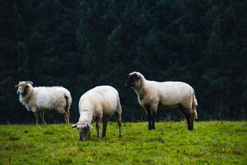 Schafe auf einer Weide im Herbst vor einem dunklem Nadelwald