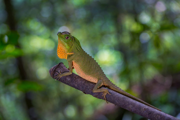 Hump Snout Lizard or Lyre Head Lizard (Lyriocephalus scutatus) This species is endemic to Sri Lanka.