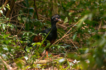 Red billed Curassow in forest area photographed in Linhares, Espirito Santo.