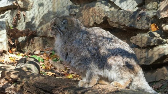Manul or Pallas's cat, Otocolobus manul, cute wild cat from Asia.