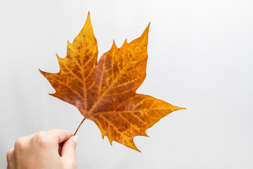 Big autumn leaf in girl's hand with white background