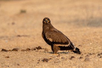 Steppe eagle or Aquila nipalensis portrait  during winter migration at jorbeer conservation reserve, bikaner, rajasthan, India
