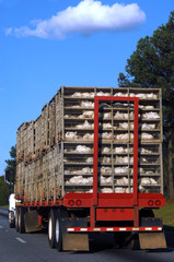 Arkansasa Chicken Industry