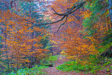 Obraz na płótnie Canvas Forest path in autumn scene