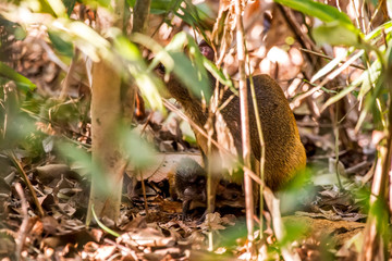 Common Agouti photographed at Cupido & Refugio Farm, in Linhares, Espirito Santo, Southeast of Brazil. Atlantic Forest Biome. Picture made in 2013.