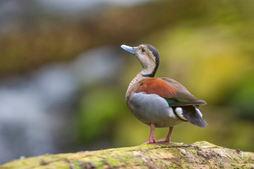 Callonetta leucophrys ( ringed teal duck) sitting in the water level