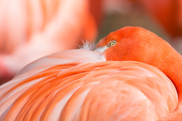 Gorgeous Pink Flamingo Peeking over its Feathers