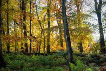Fototapeta premium Kaltenhofer Moor in Schleswig-Holstein in Germany