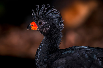 Red billed Curassow in forest area photographed in Linhares, Espirito Santo.