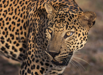 Big male leopard stare; Sunshine on leopard face; sun on leopard; leopard in the sun; leopard in sunlight