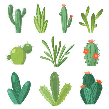 Cartoon cactus set. Vector set of bright cacti and aloe. Colored, bright cacti flowers isolated on white background