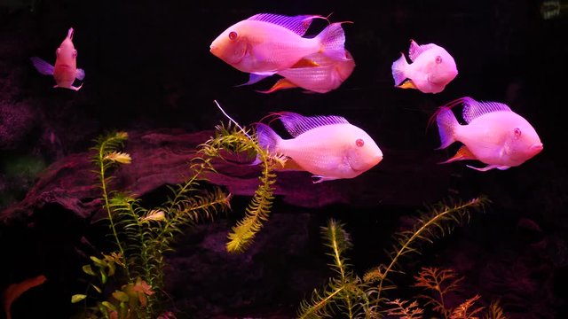 Threadfin Acara Albino swims in an aquarium. Pink fish.