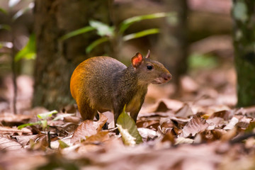 Common Agouti photographed at Cupido & Refugio Farm, in Linhares, Espirito Santo, Southeast of Brazil. Atlantic Forest Biome. Picture made in 2013.