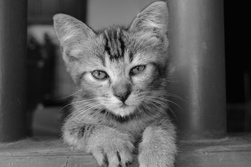 Beautiful Cat looking at camera with lovely cat eyes, potrait cat pictures