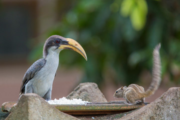 The Sri Lanka Grey Hornbill, Ocyceros gingalensis