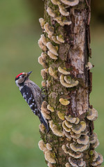 Male lesser spotted woodpecker (Dryobates minor)