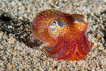 Bobtail squid  in Marseille © Christophe