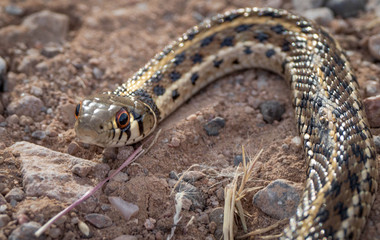 Snakes Ready to Eat Fire Ants