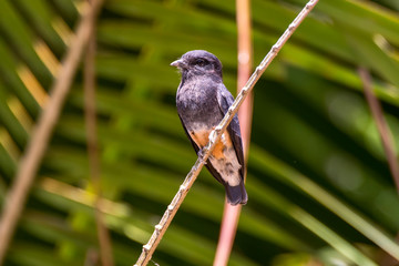 Swallow winged Puffbird photographed at Cupido & Refugio Farm, in Linhares, Espirito Santo, Southeast of Brazil. Atlantic Forest Biome. Picture made in 2013.