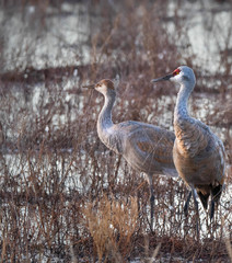 Sandhill Cranes at Whitewater Draw
