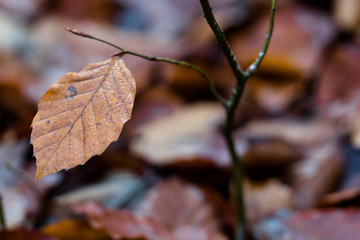 Laub im Herbst