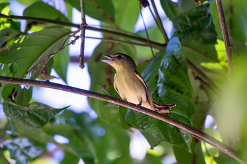 Black capped Becard photographed at Cupido & Refugio Farm, in Linhares, Espirito Santo, Southeast of Brazil. Atlantic Forest Biome. Picture made in 2013.