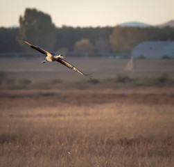 Sandhill Cranes at Whitewater Draw