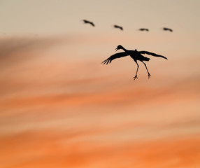 Sandhill Cranes at Whitewater Draw