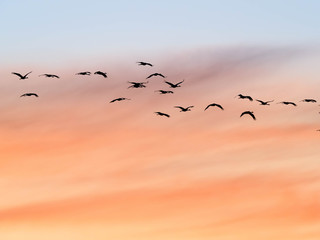 Sandhill Cranes at Whitewater Draw