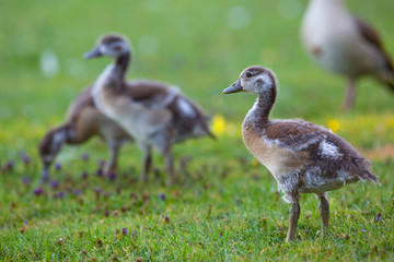 Gaggle of Egyptian geese (alopochen aegyptiaca) with goslings on grass