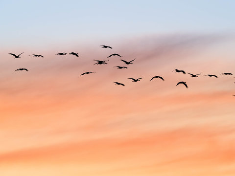 Sandhill Cranes At Whitewater Draw